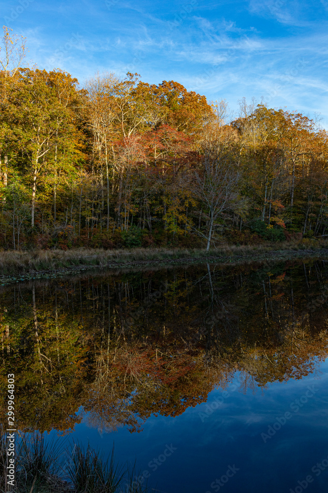 Autumn colored trees like a lake shore with a beautiful reflection and cloudy blue skies.