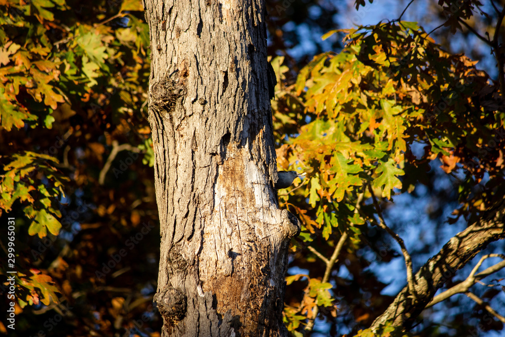 Obraz premium Bird looking for food on a tree