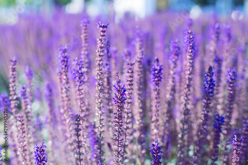 lavender field in bloom © Ekaterina
