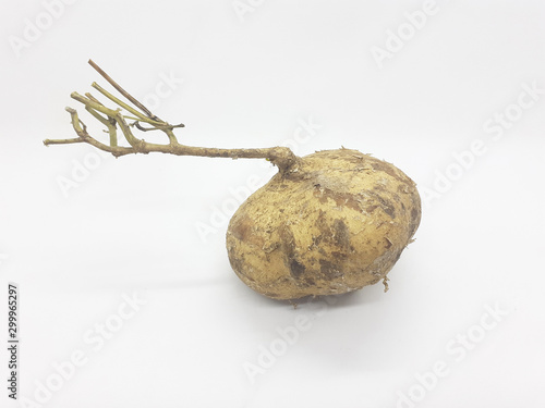 Fresh Natural Original Organic Fruit Yam Bean in White Isolated Background photo