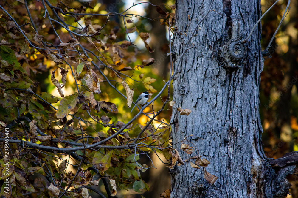 Fototapeta premium Bird on a branch looking around for food. 