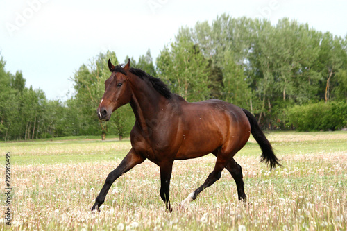 Beautful brown horse running free on the field with flowers © virgonira