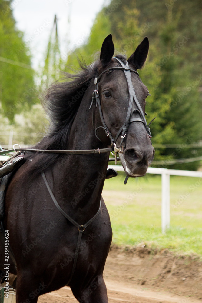 Obraz premium Portrait of trotter horse in the competition