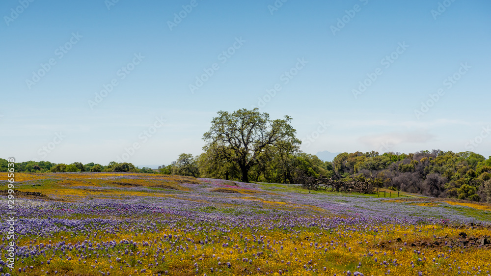 Fototapeta premium North Table mountain landscape featuring yellow and purple wildlfowers bloom