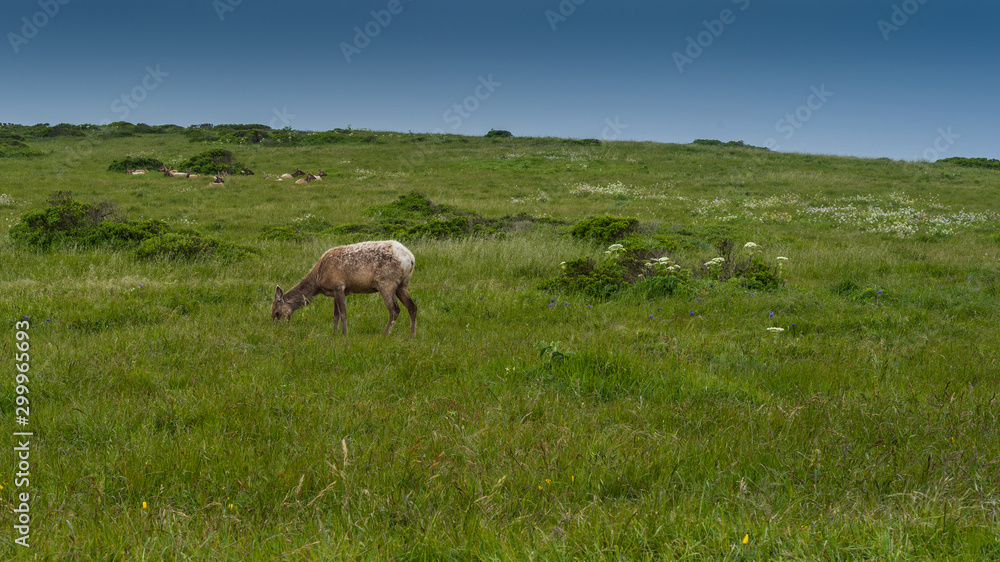 Tule Elk at Point Reyes eating grass and resting in the background on a blue sky day Tule Elk at Point Reyes eating grass and resting in the background on a blue sky day