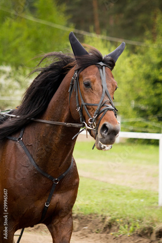 Portrait of trotter horse in the competition