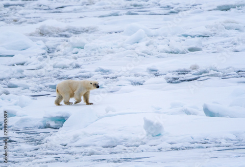 Polar bear (Ursus maritimus) moving across broken sea ice in Svalbard.