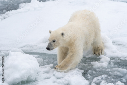 Polar bear (Ursus maritimus) moving across broken sea ice in Svalbard.