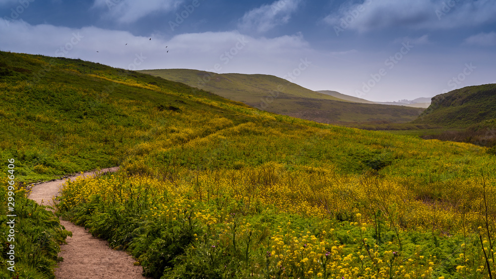 Spring at the McClures Trail in Point Reyes, featuring the ground covered with yellow flowers