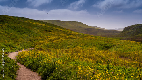 Spring at the McClures Trail in Point Reyes, featuring the ground covered with yellow flowers