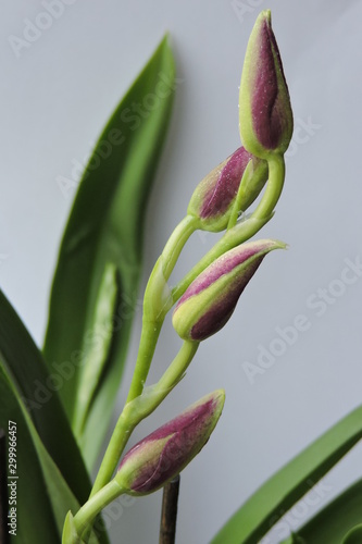 A close-up of red and green orchid buds and long green narrow leaves isolated on a white background photo