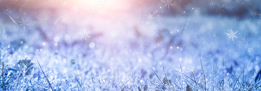 Winter frosty morning. Winter snow background, blue color, snowflakes, sunlight, macro. Frozen grass under the snow, snowflakes and sunlight, rays. Blurred background.  - obrazy, fototapety, plakaty 