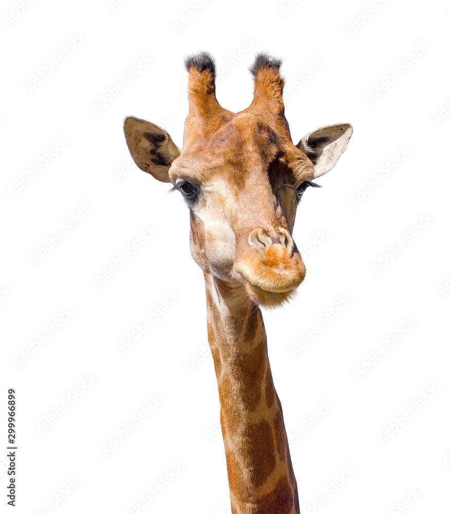 Naklejka premium Giraffe head face isolated on white