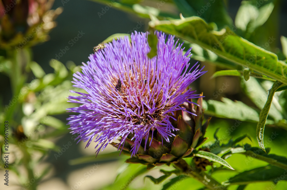 Artichoke Flowers The budding artichoke flower-head is a cluster of many budding small flowers (an inflorescence), together with many bracts, on an edible base. In the Botanical Garden Artichoke Flowers The budding artichoke flower-head is a cluster of many budding small flowers (an inflorescence), together with many bracts, on an edible base. In the Botanical Garden