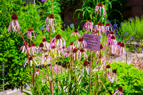 Echinacea Angustifolia Antiseptic plant Echinacea angustifolia an antiseptic plant, the narrow-leaved purple coneflower or blacksamson echinacea is a North American plant species in sunflower family