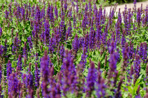 Field with lavender flowers. The period of flowering of lavender is in July in summer