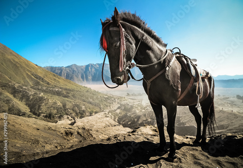 Black Horse at Bromo volcano desert