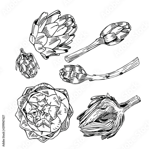 Artichoke vector set in line art style.