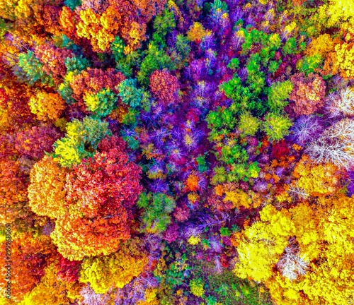 background of colorful flowers © jeff