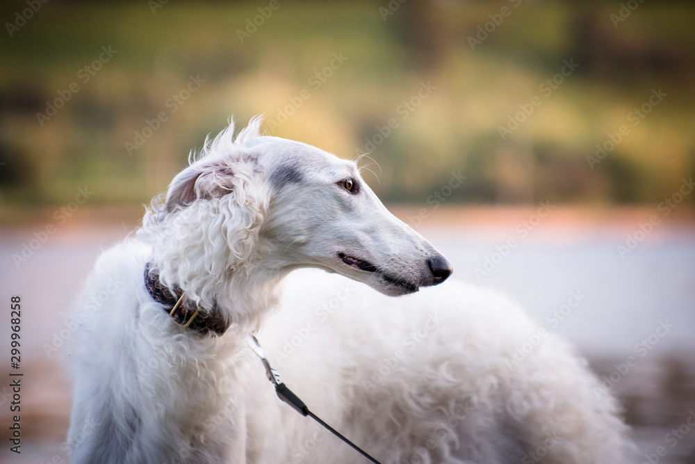 Portrait of a white dog breed Russian canine borzoi Portrait of a white dog breed Russian canine borzoi