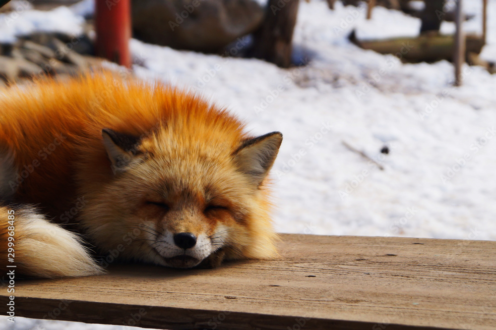 Sleep japan red fox snow