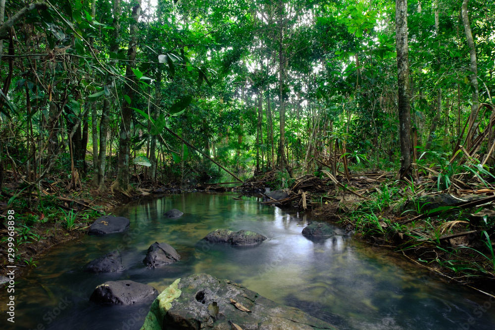 green trees around the streams represent the abundance of rainforest in Thailand,Phang Nga,Koh Yao Yai green trees around the streams represent the abundance of rainforest in Thailand,Phang Nga,Koh Yao Yai
