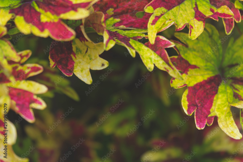 Obraz premium colorful of pattern leaf background