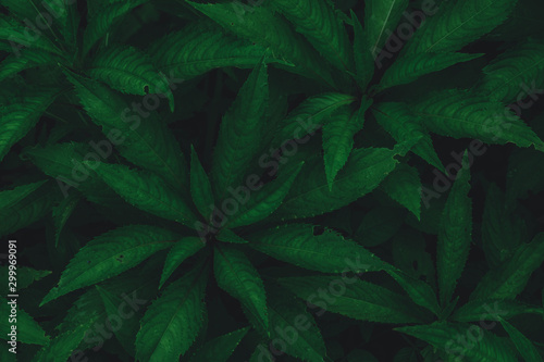 top view of dark green leaf background