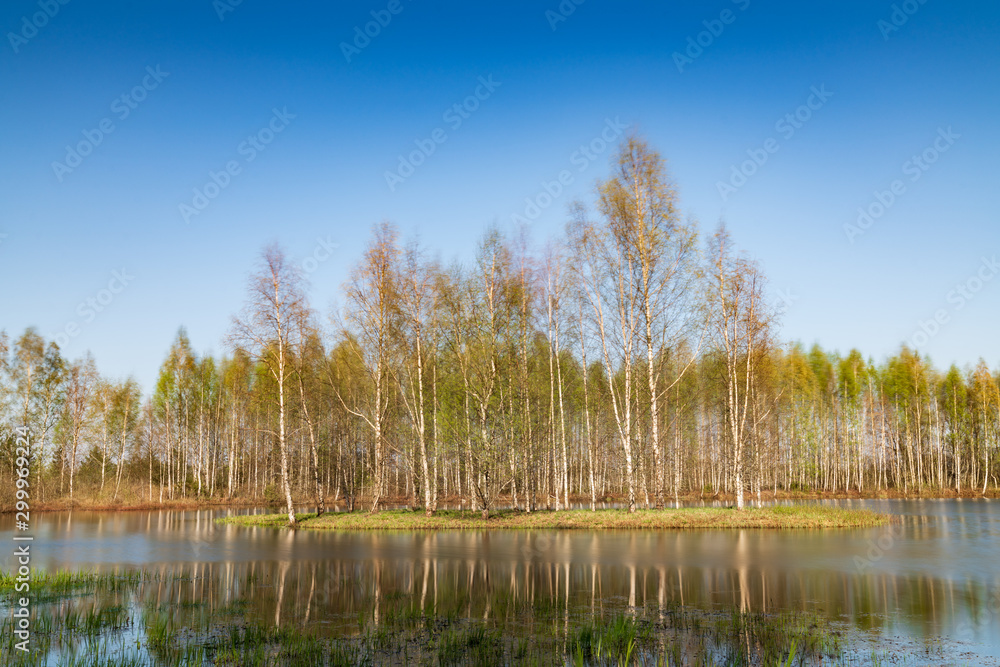 Island in the bog, golden marsh, lakes and nature environment. Sundown evening light in spring