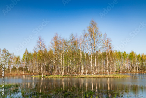 Island in the bog, golden marsh, lakes and nature environment. Sundown evening light in spring