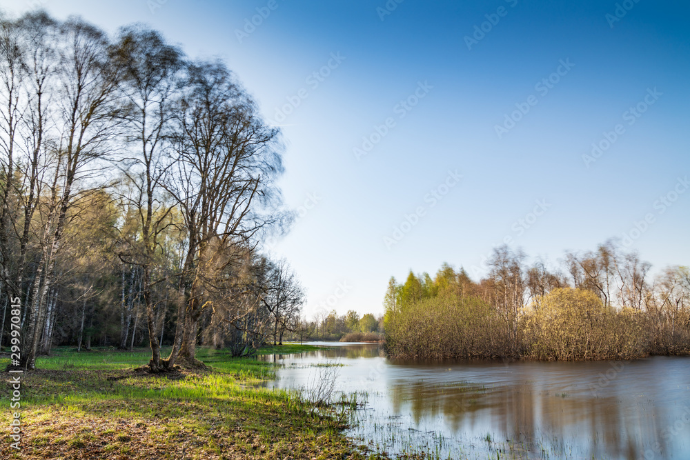 Island in the bog, golden marsh, lakes and nature environment. Sundown evening light in spring