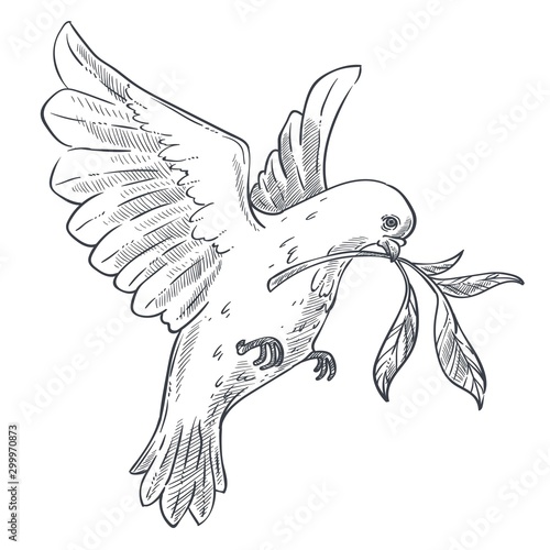 Dove or pigeon with olive branch isolated bird sketch