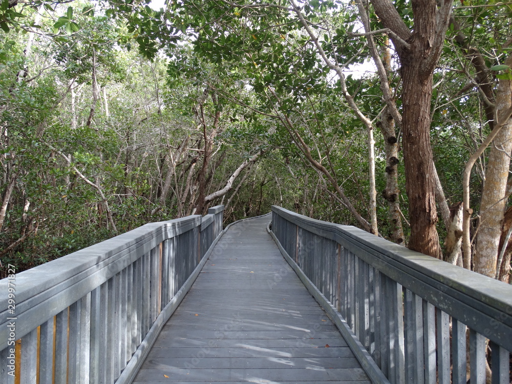 Wooden baordwalk through tropical Florida park with overhanging trees #2