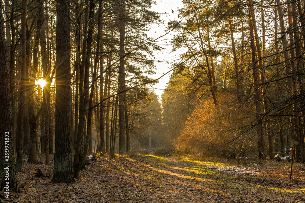 Obraz premium Forest in the morning. The sun shines through the trees. The road leads into the forest.
