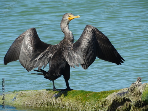 closeup of Florida double-breated cormorant bird drying on beach © John