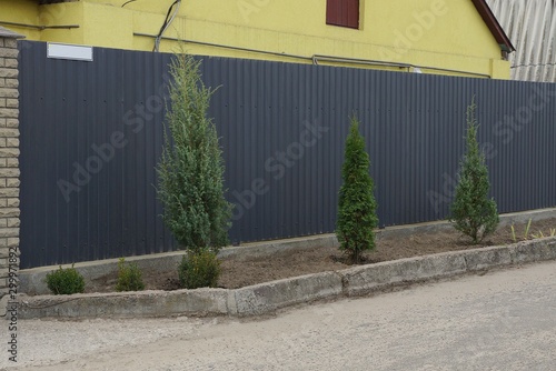 row of green decorative conifers on a street near a gray fence