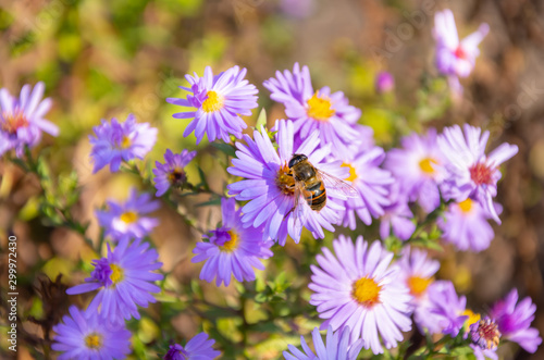  Bee and flowers asters