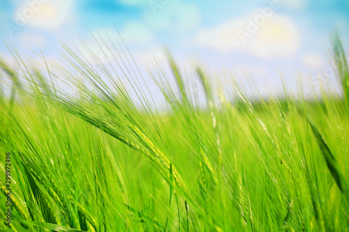 green oats  field and bly sky