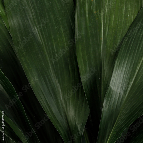 Fresh green leaves and free space for your decoration. Top view  copy space  