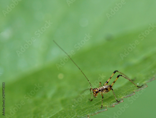 Baby Grasshopper © Monika