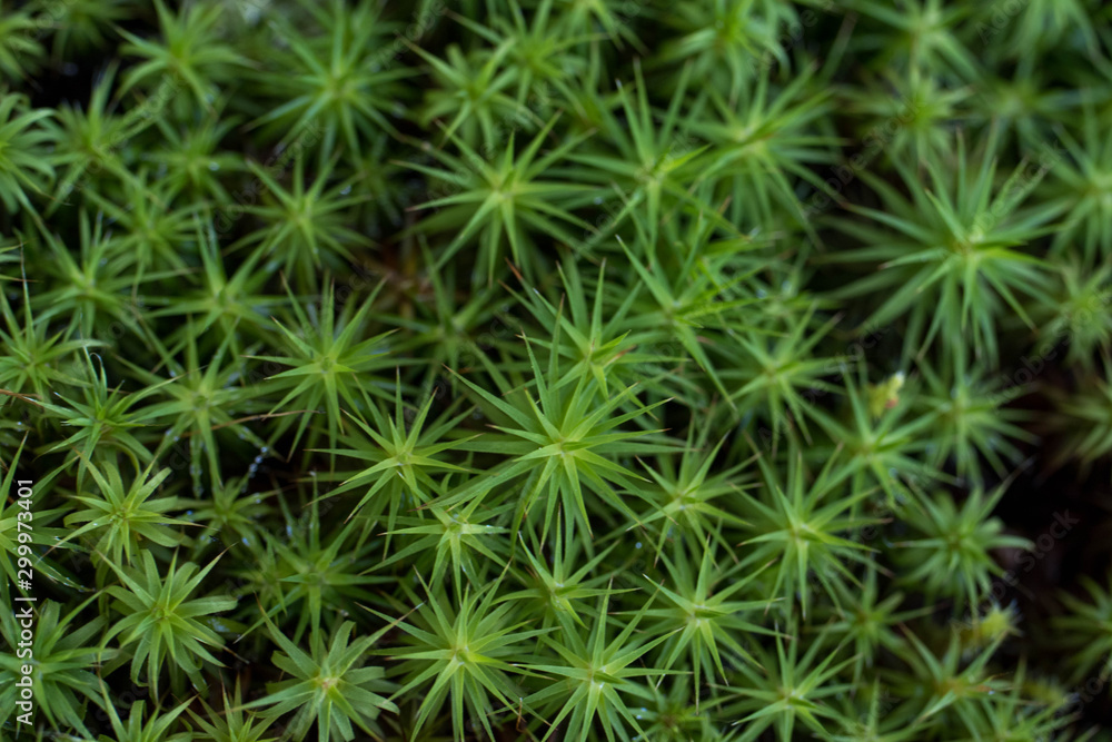 close-up on green plants. Green background close-up on green plants. Green background