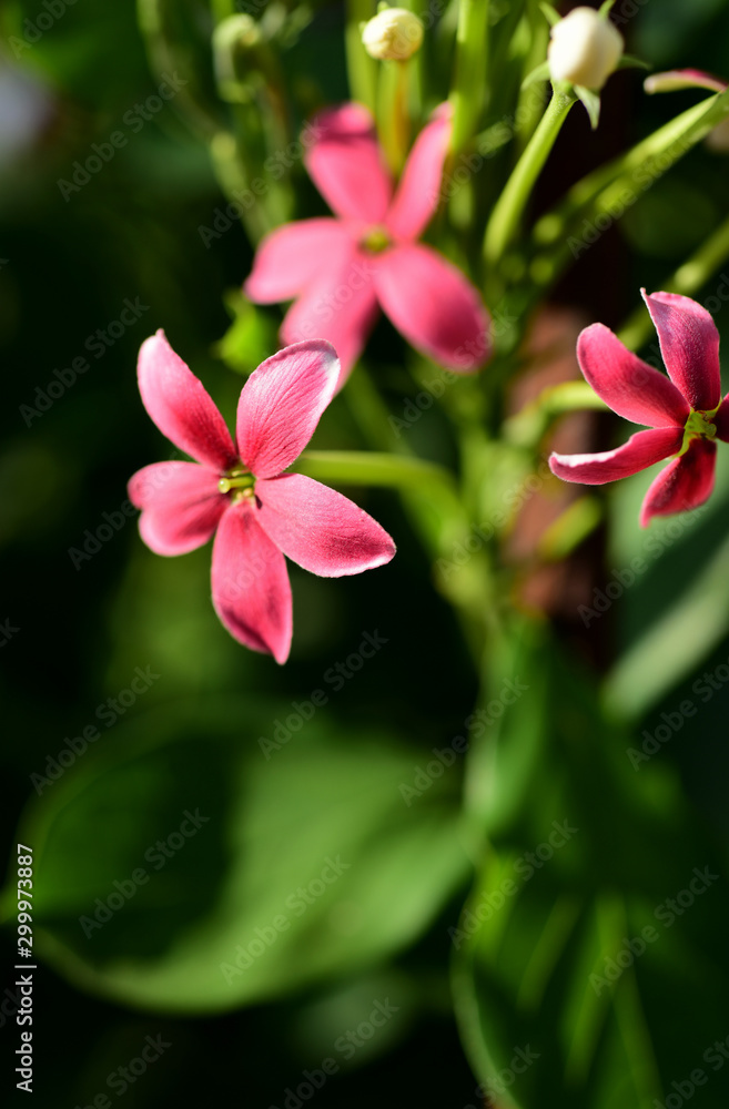 Fototapeta premium red small flowers in the garden