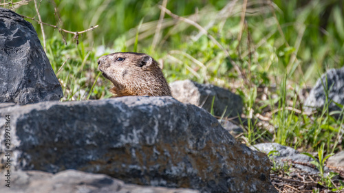 Marmot hiding behind a rock in summer. quebec