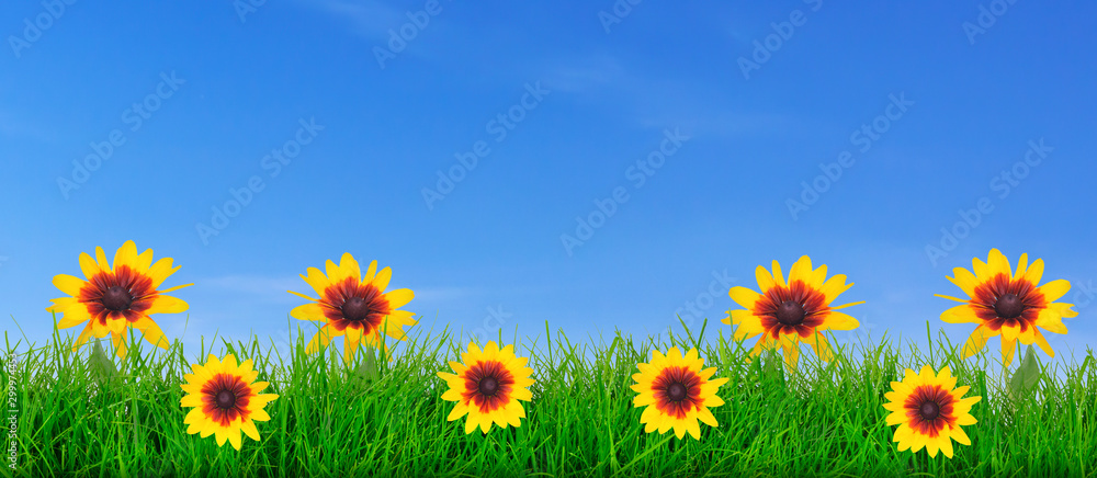 Obraz premium Natural green grass meadow with yellow flowers on a blue sky background with copy space ( mixed)