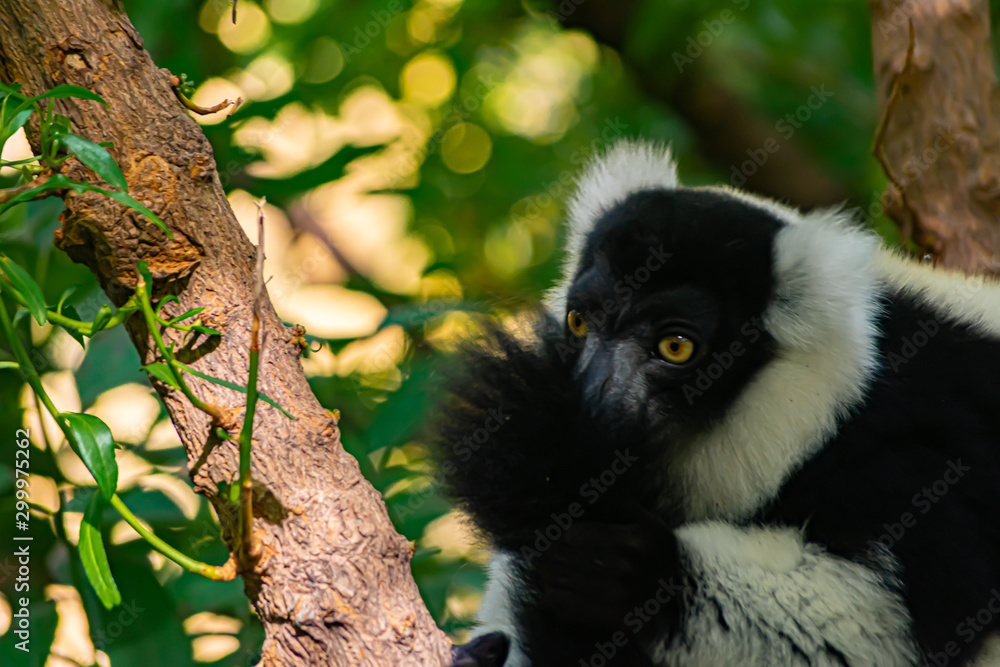 Fototapeta premium Vari black and white is a type of lemur native to the island of Madagascar
