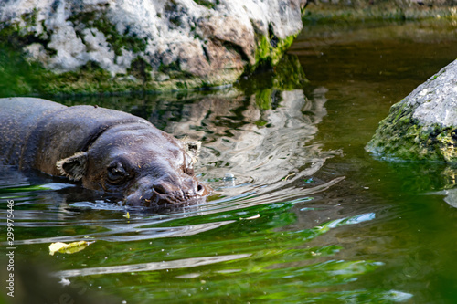 pygmy hippopotamus originating in equatorial forests