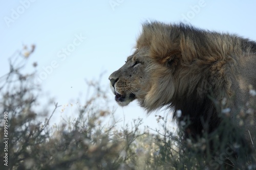 Lion male  Panthera leo   in Kalahari desert. Dry grass in background. Lion male portrait up to close.