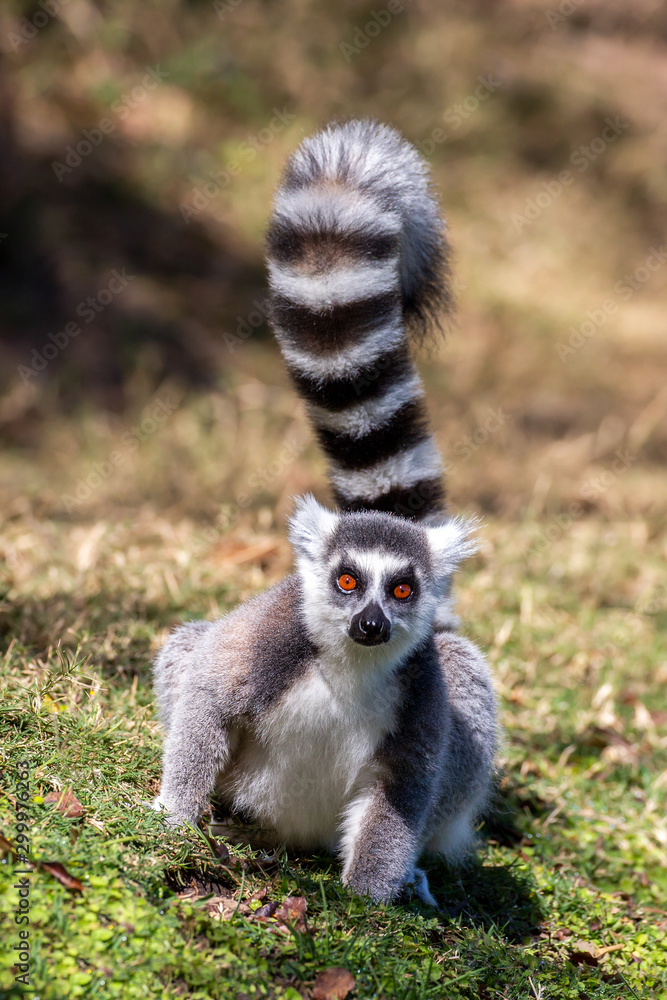 Obraz premium Ring-tailed lemur staring at camera (Lemur catta), Anja Reserve, Madagascar