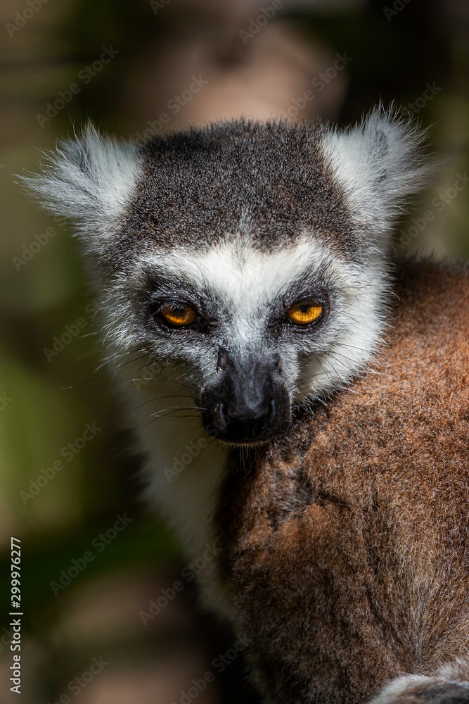 Obraz premium Ring-tailed lemur portrait (Lemur catta), Anja Reserve, Madagascar