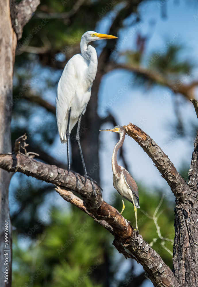 great egret and tri colored heron in tree great egret and tri colored heron in tree